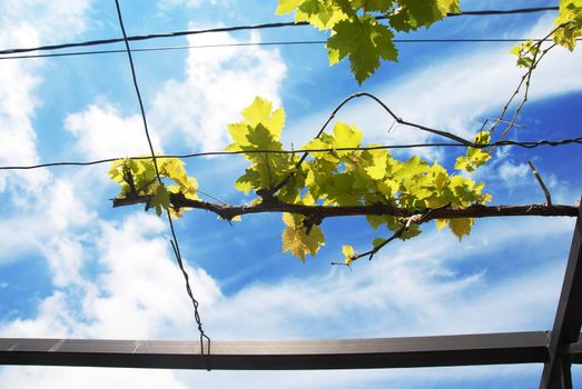 green young vine plant growing supported by metal net over blue cloudy sky