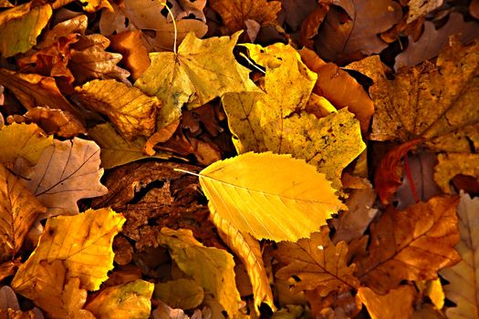 Fallen leaves on the ground