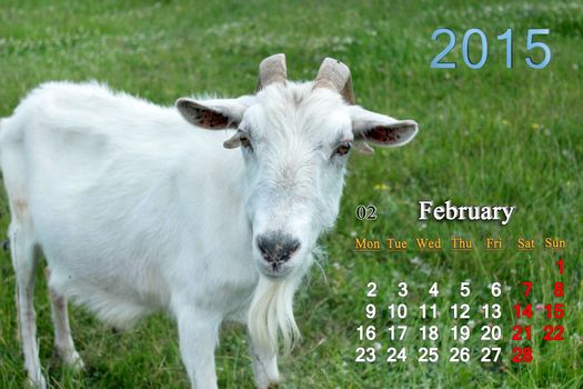 beautiful calendar for February of 2015 year with white goat