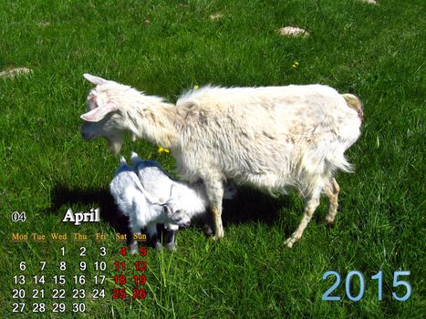 beautiful calendar for April of 2015 year with goat and kids