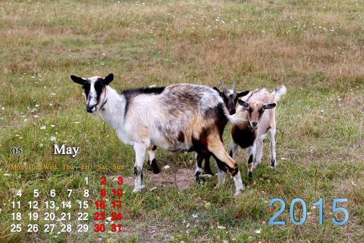 beautiful calendar for May of 2015 year with goat and kids