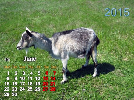 beautiful calendar for June of 2015 year with grey goat