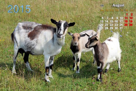 beautiful calendar for August of 2015 year with goat and kids