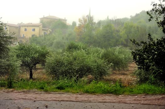 Rain on an olive grove in the French countryside in the Cevennes