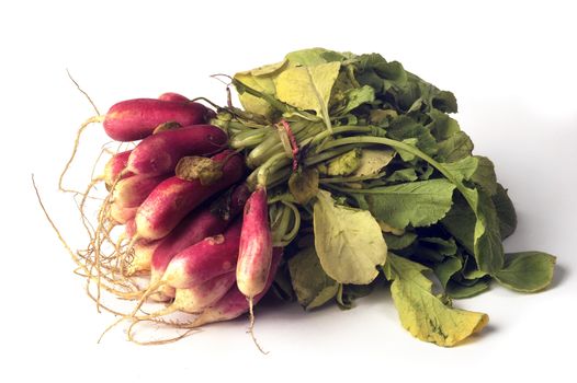 isolated on white background in studio radish