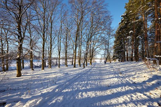 Winter trees in the park