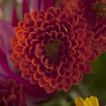 Red chrysantemum in close up, square image