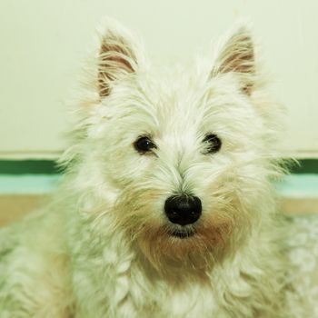West Highlands Terrier in portrait, square image