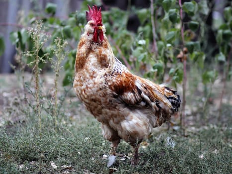 Close up of Beautiful Rooster on nature background