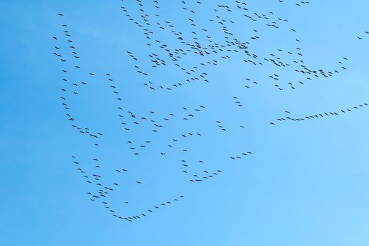 Flock of geese flying in formation