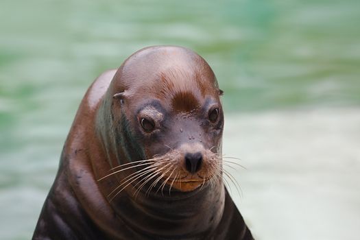 Seal coseup with wet fur