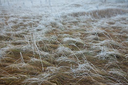 Winter field detail with frost