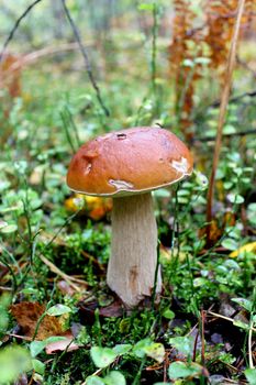 image of beautiful and small cep in the grass