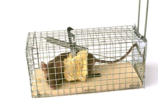 Scoop or mouse trap with a mouse trapped with a piece of bread