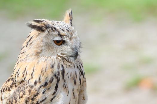 Profile portrait of night quiet prey bird eagle-owl or bubo with ear-tufts against blurred background