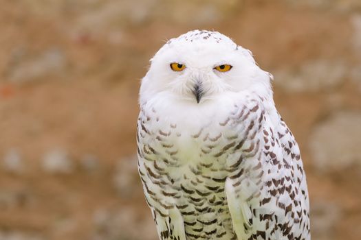 Portrait of wild silent raptor bird white snowy owl gazing at the camera lens with yellow eyes