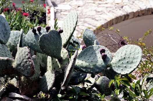 Massive prickly pears in the garden of a house
