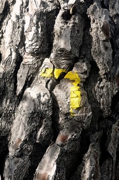 Tagging footpath with yellow paint on a tree trunk to indicate a change of direction.