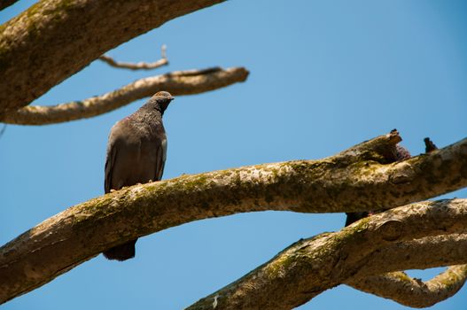 A Bird singnin and watching on a branch