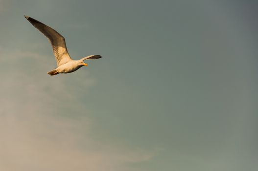 A bird watching while flying on sky