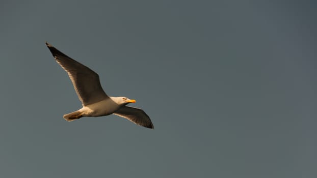 A bird watching while flying on sky