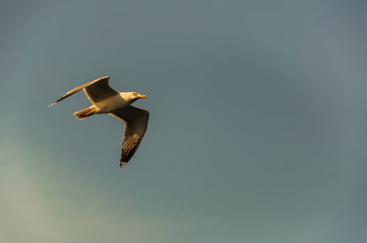 A bird watching while flying on sky