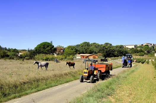 The harvest with machines to harvest the grapes in France in the department of Gard.