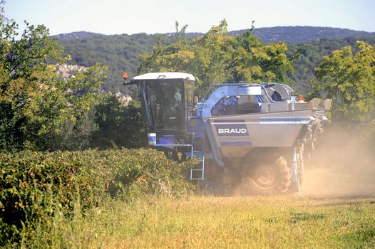 The harvest with machines to harvest the grapes in France in the department of Gard.