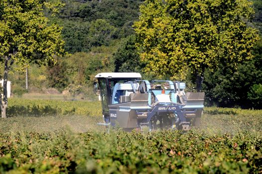 The harvest with machines to harvest the grapes in France in the department of Gard.