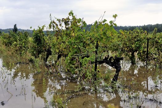 Flood vines in France in the department of Gard.