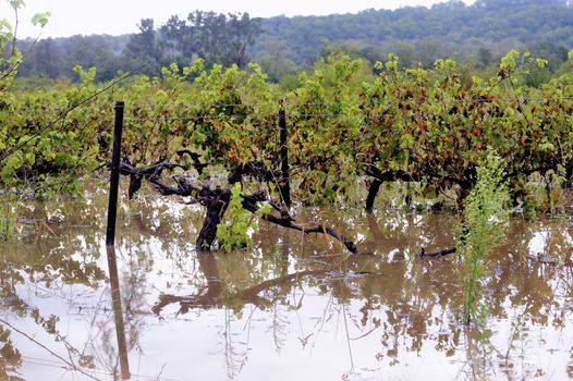 Flood vines in France in the department of Gard.