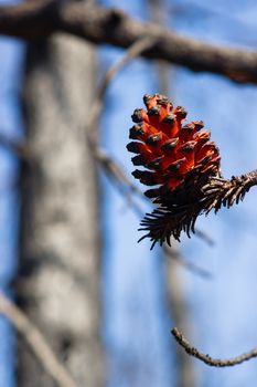 This pine cone was just burned by forest fire and looks more beautiful than ever before