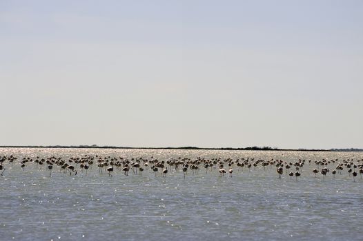 Flamingos in Camargue in the vicinity of Saintes-Maries-de-la-Mer in Languedoc-Roussillon.