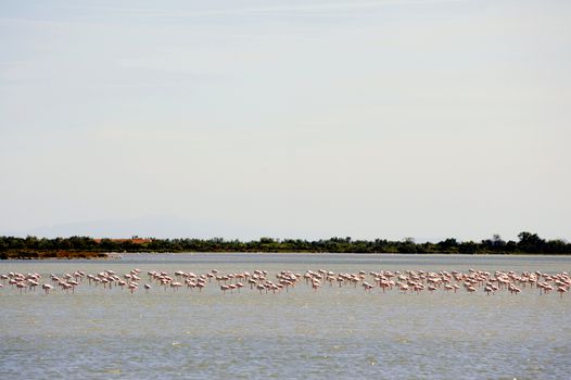 Flamingos in Camargue in the vicinity of Saintes-Maries-de-la-Mer in Languedoc-Roussillon.