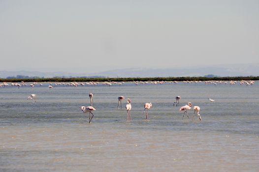 Flamingos in Camargue in the vicinity of Saintes-Maries-de-la-Mer in Languedoc-Roussillon.