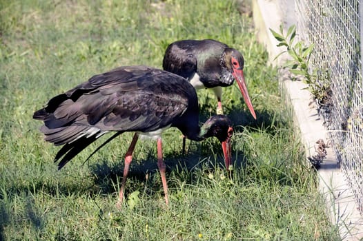 Black Storks at bird park of Saintes-Maries-de-la-Mer in the Camargue