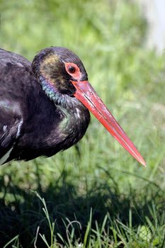 Black Storks at bird park of Saintes-Maries-de-la-Mer in the Camargue