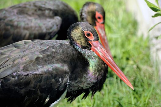 Black Storks at bird park of Saintes-Maries-de-la-Mer in the Camargue