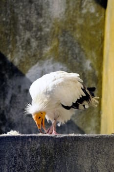 White vulture bird park of Saintes-Maries-de-la-Mer in the Camargue.