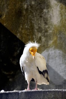 White vulture bird park of Saintes-Maries-de-la-Mer in the Camargue.