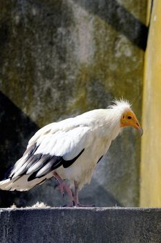 White vulture bird park of Saintes-Maries-de-la-Mer in the Camargue.