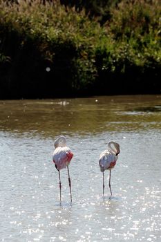 Flamingos in Camargue in the vicinity of Saintes-Maries-de-la-Mer in Languedoc-Roussillon.