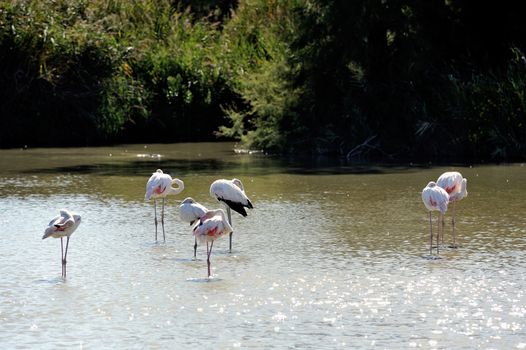 Flamingos in Camargue in the vicinity of Saintes-Maries-de-la-Mer in Languedoc-Roussillon.