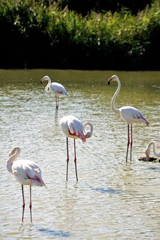 Flamingos in Camargue in the vicinity of Saintes-Maries-de-la-Mer in Languedoc-Roussillon.