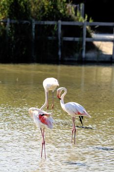 Flamingos in Camargue in the vicinity of Saintes-Maries-de-la-Mer in Languedoc-Roussillon.