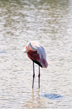 Flamingos in Camargue in the vicinity of Saintes-Maries-de-la-Mer in Languedoc-Roussillon.