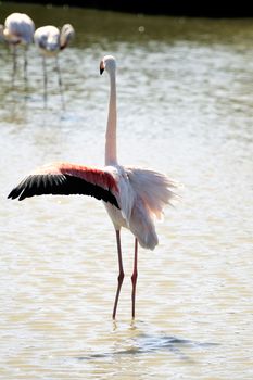 Flamingos in Camargue in the vicinity of Saintes-Maries-de-la-Mer in Languedoc-Roussillon.