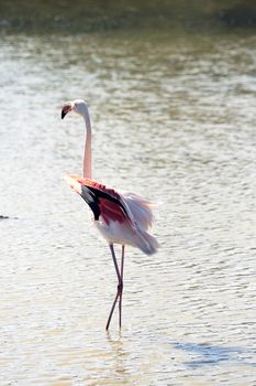 Flamingos in Camargue in the vicinity of Saintes-Maries-de-la-Mer in Languedoc-Roussillon.