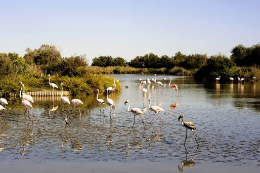 Flamingos in Camargue in the vicinity of Saintes-Maries-de-la-Mer in Languedoc-Roussillon.