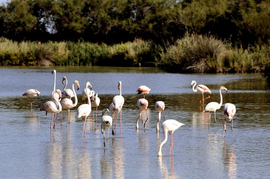 Flamingos in Camargue in the vicinity of Saintes-Maries-de-la-Mer in Languedoc-Roussillon.